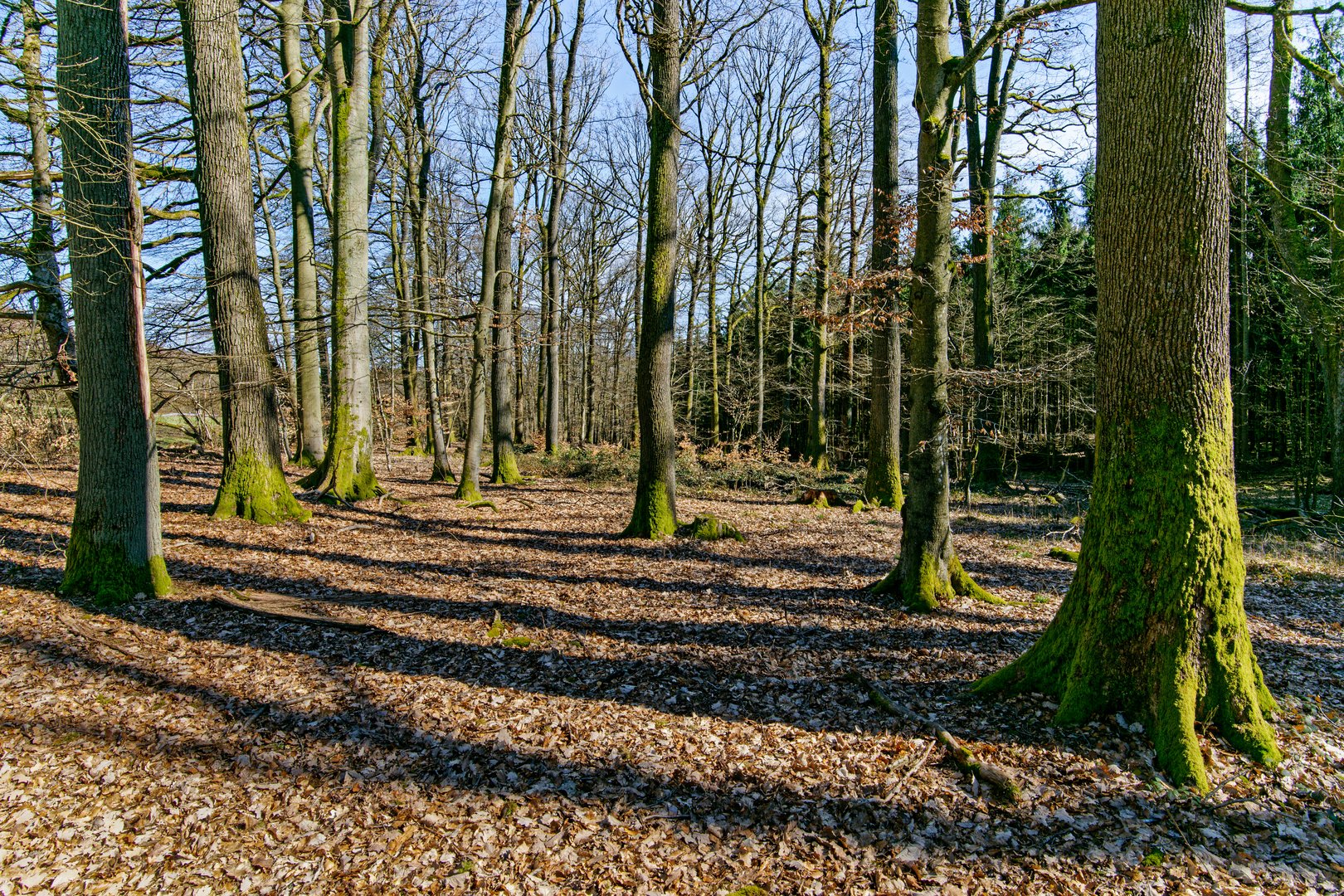 Frühjahrsimpressionen im Wald  (2)