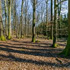 Frühjahrsimpressionen im Wald  (2)