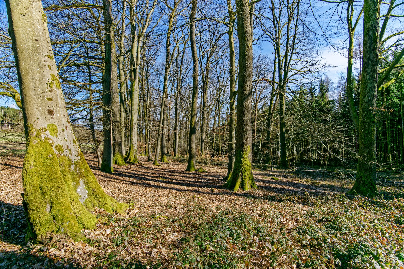 Frühjahrsimpressionen im Wald