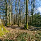 Frühjahrsimpressionen im Wald