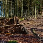 Frühjahrsimpressionen im Wald