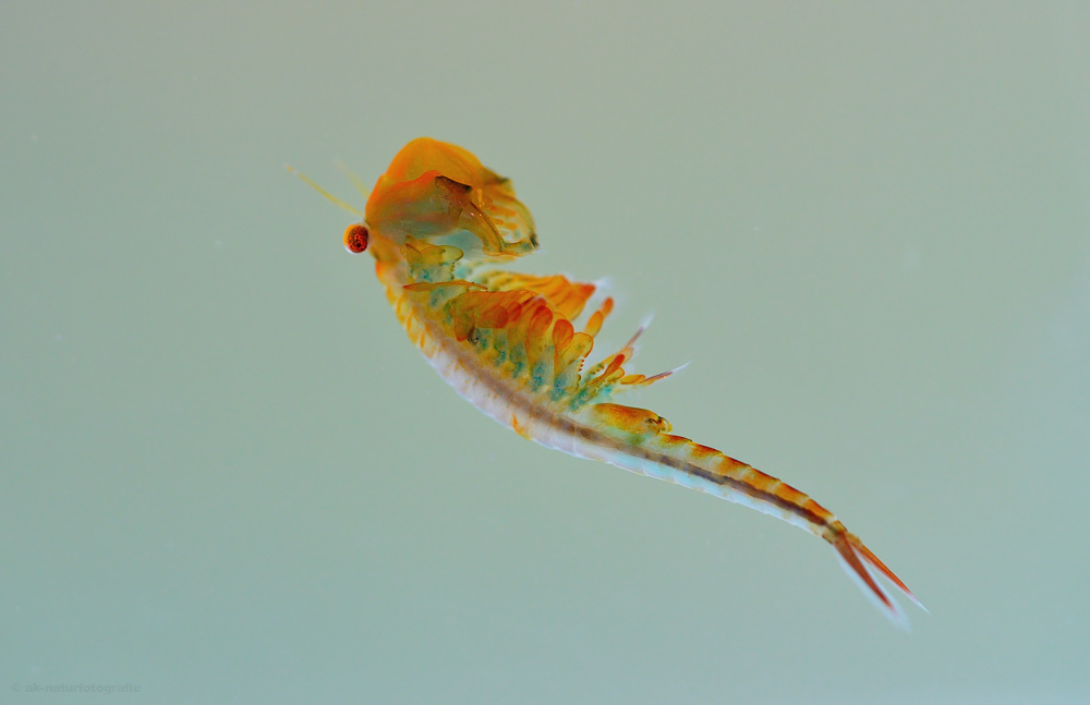 Frühjahrskiemenfuß / Frühjahrs-Feenkrebs (Eubranchipus grubii) 1