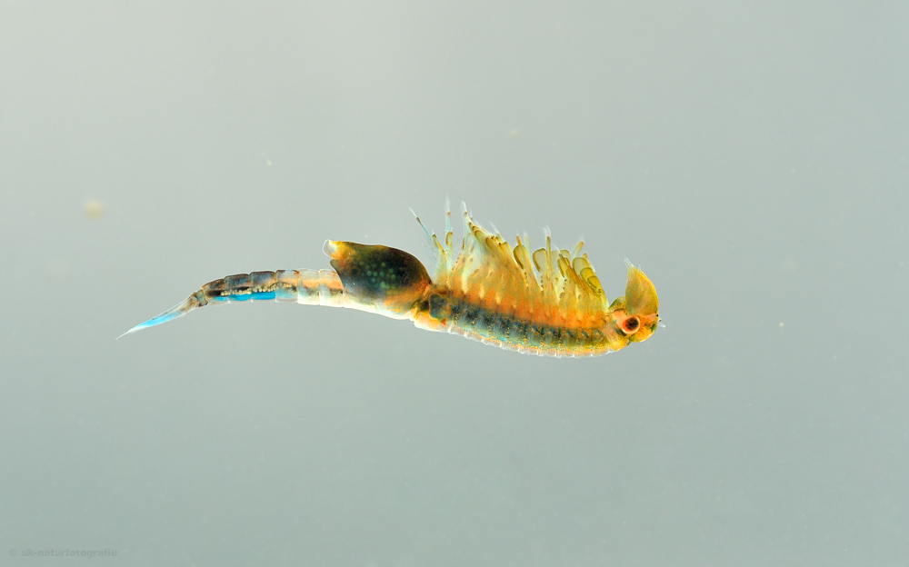 Frühjahrskiemenfuß / Frühjahrs-Feenkrebs (Eubranchipus grubii) 2