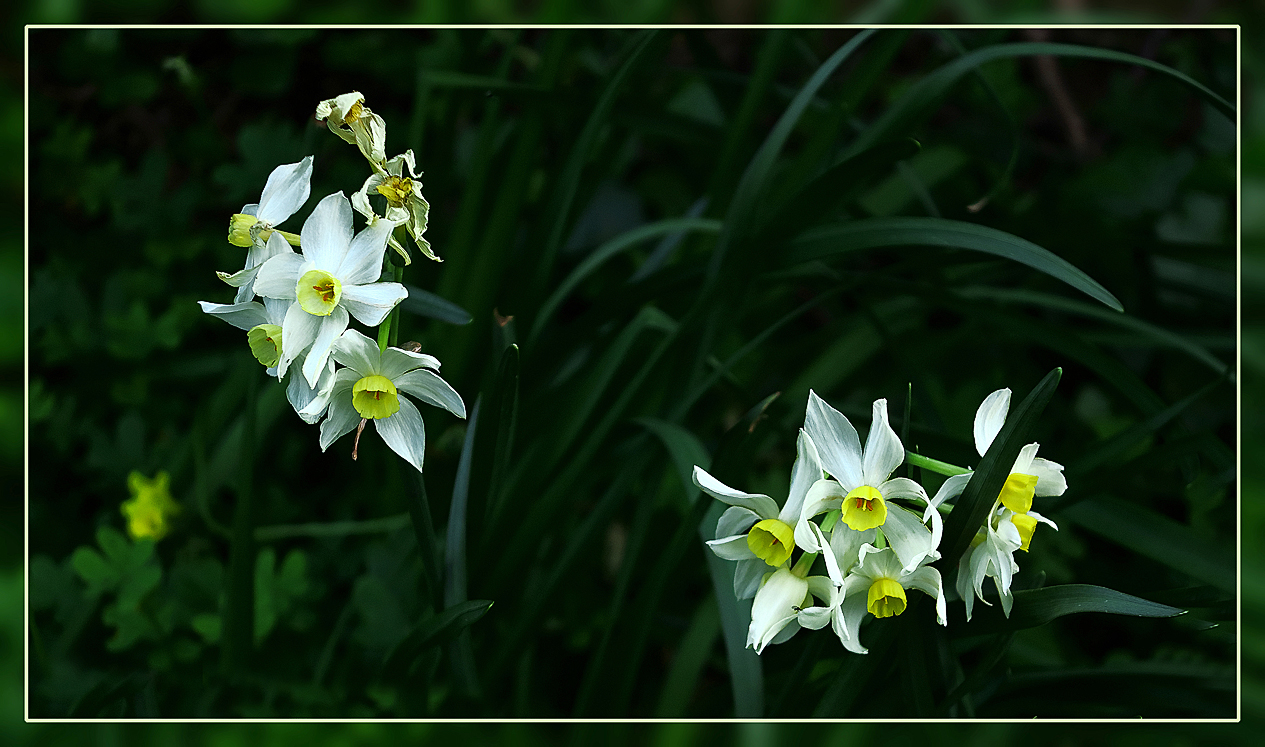 Frühjahrskollektion  /  Collezione della primavera  (4)