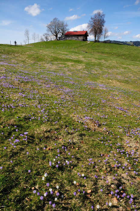 Frühjahrskrokusblüte an der Pfarralpe