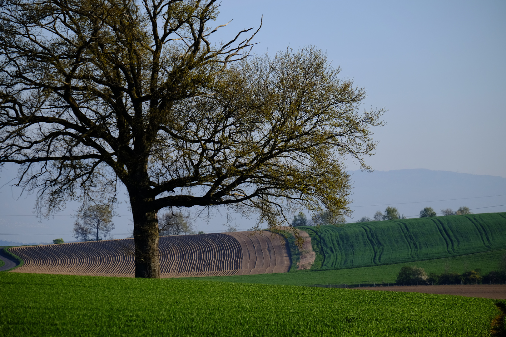 Frühjahrslandschaft