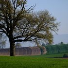 Frühjahrslandschaft