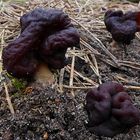 Frühjahrslorchel / Giftlorchel - Gyromitra esculenta