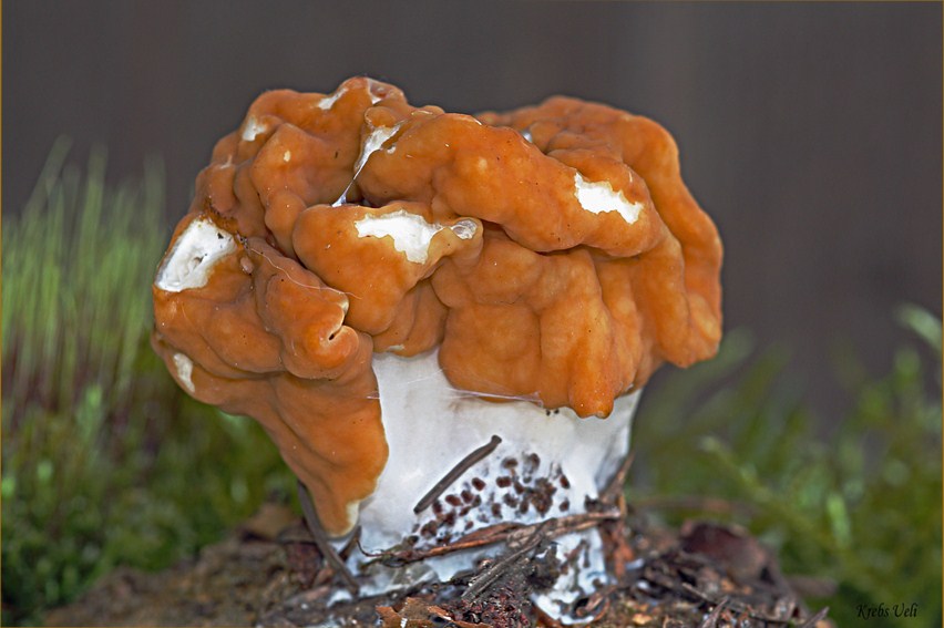 Frühjahrslorchel (Gyromitra esculenta)