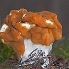 Frühjahrslorchel (Gyromitra esculenta)