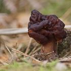 Frühjahrslorchel (Gyromitra esculenta)