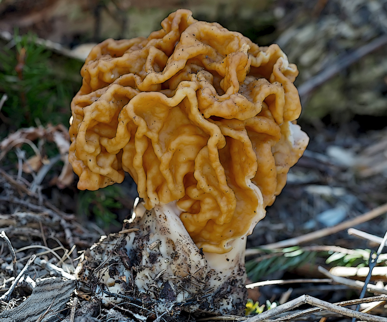 Frühjahrslorchel (Gyromitra esculenta) - Gyromitre, Fausse morille.