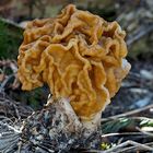 Frühjahrslorchel (Gyromitra esculenta) - Gyromitre, Fausse morille.