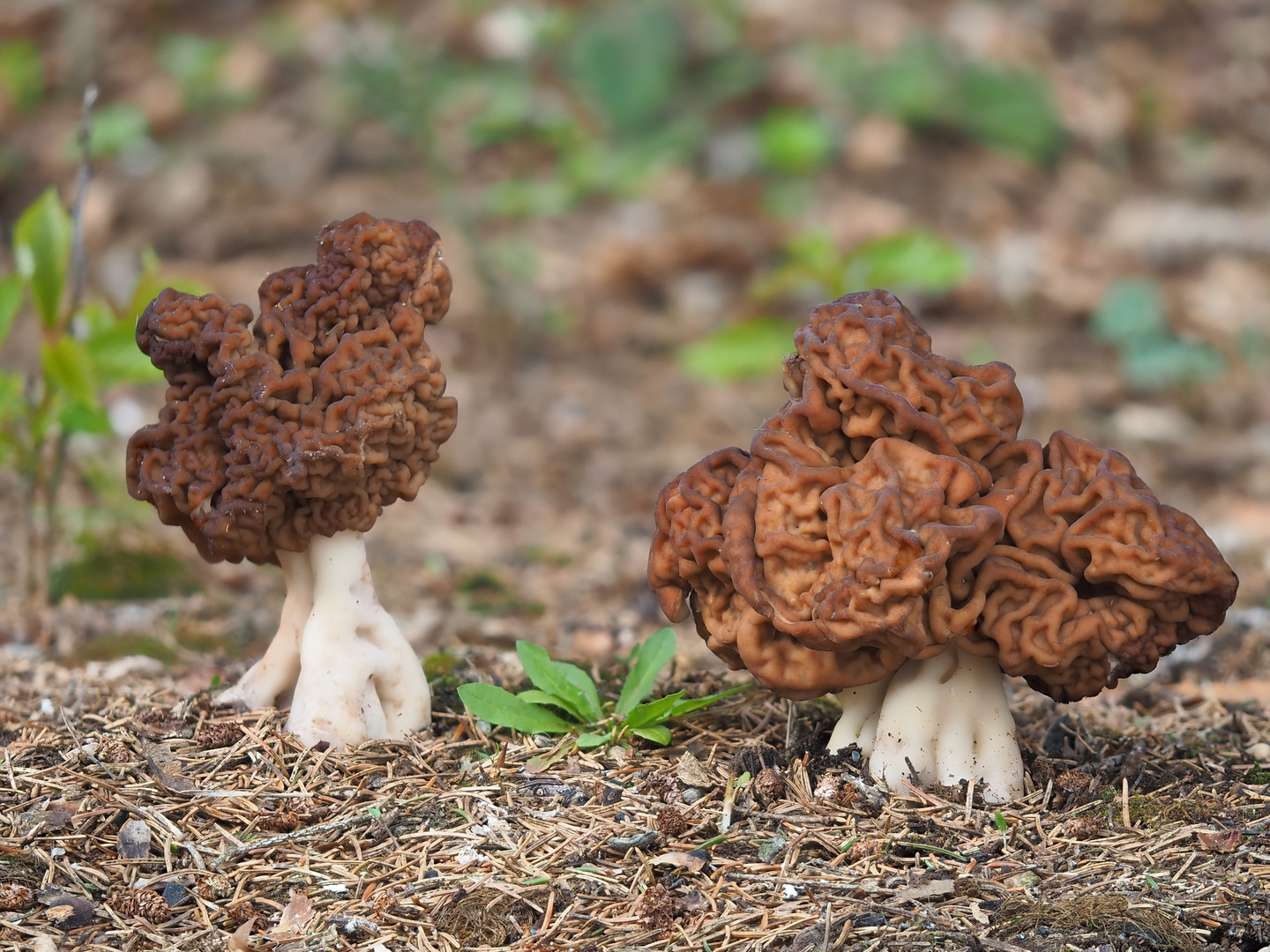 Frühjahrslorchel oder Frühjahrsgiftlorchel (Gyromitra esculenta)