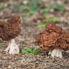 Frühjahrslorchel oder Frühjahrsgiftlorchel (Gyromitra esculenta)