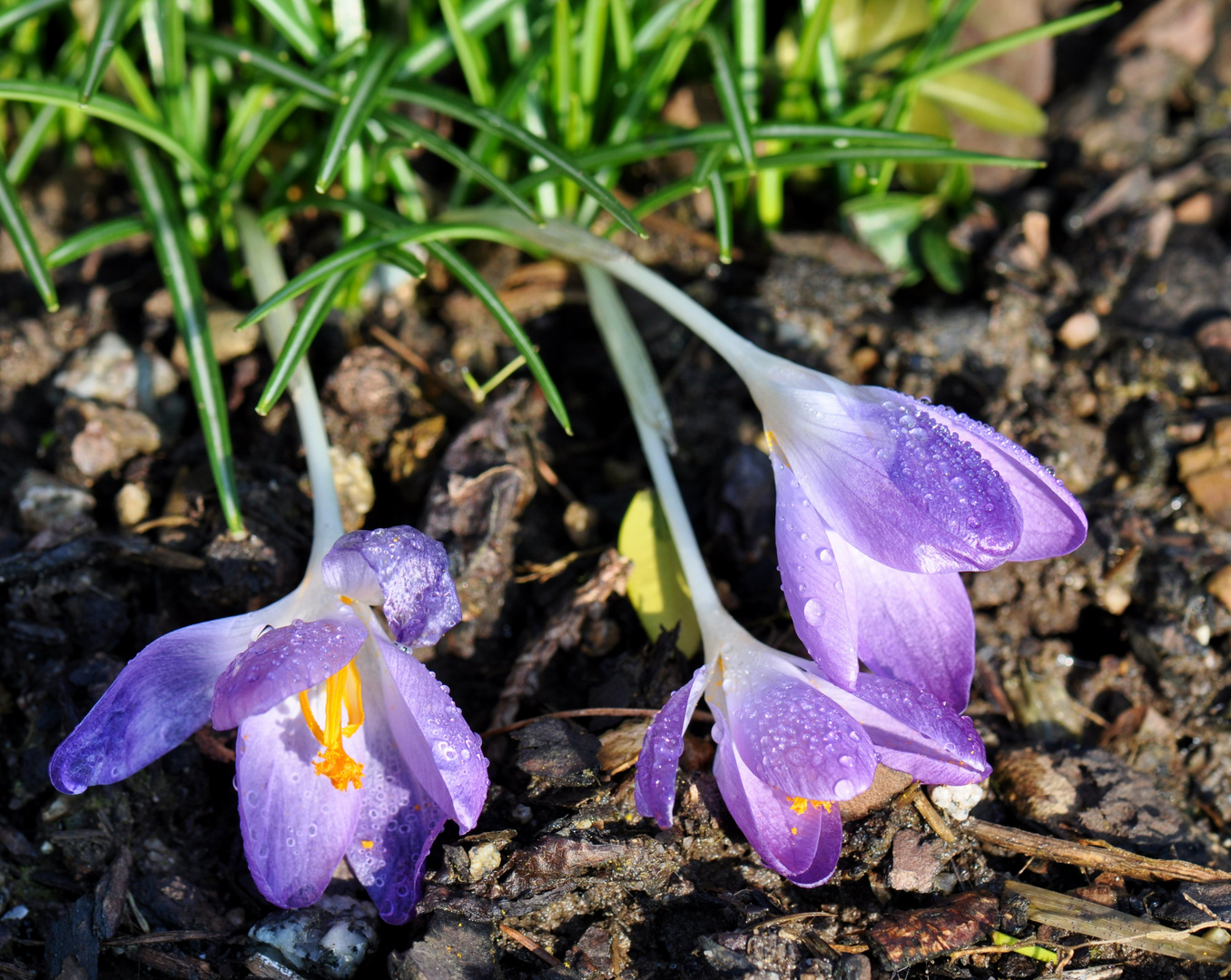 Frühjahrsmüdigkeit ....... ;-)