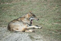 Frühjahrsmüdigkeit beim Europäischen Wolf