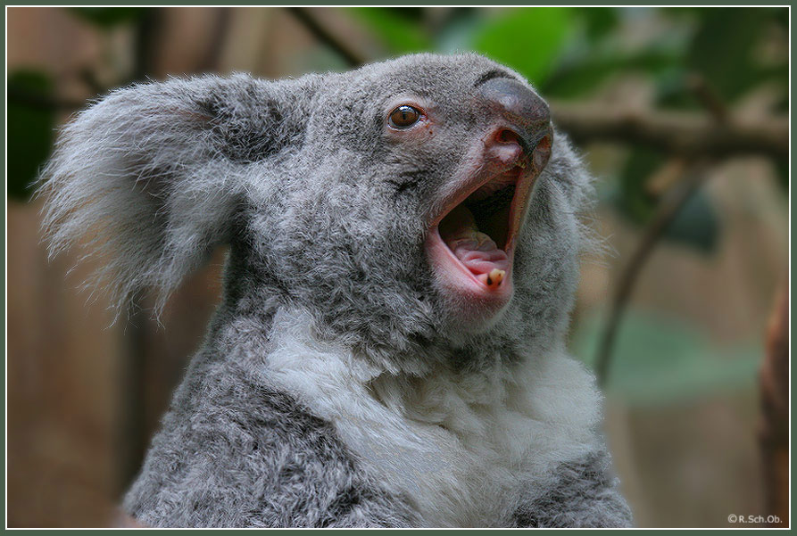 Frühjahrsmüdigkeit eines Koalas?