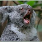 Frühjahrsmüdigkeit eines Koalas?