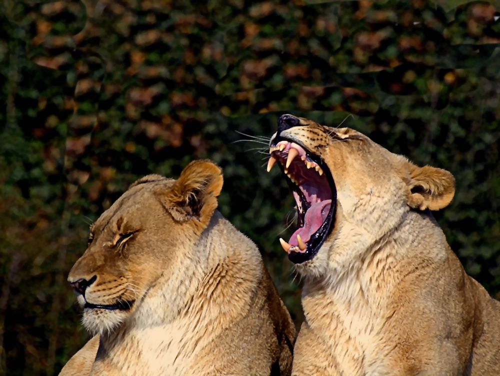 Frühjahrsmüdigkeit im Zoo Basel