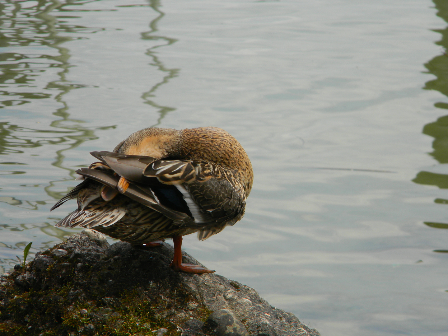 Frühjahrsputz am Chiemsee