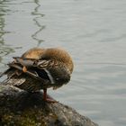 Frühjahrsputz am Chiemsee