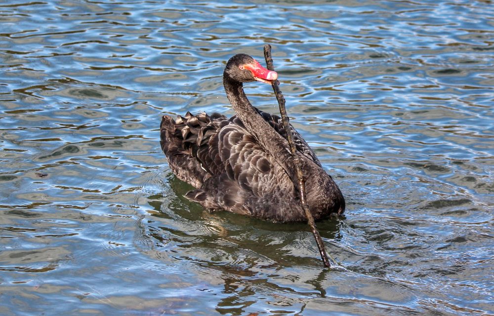 Frühjahrsputz am Teich.... Foto & Bild tiere, wildlife, wild lebende