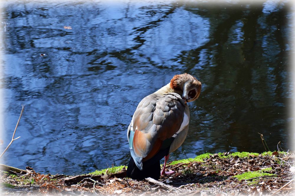 Frühjahrsputz am Weiher