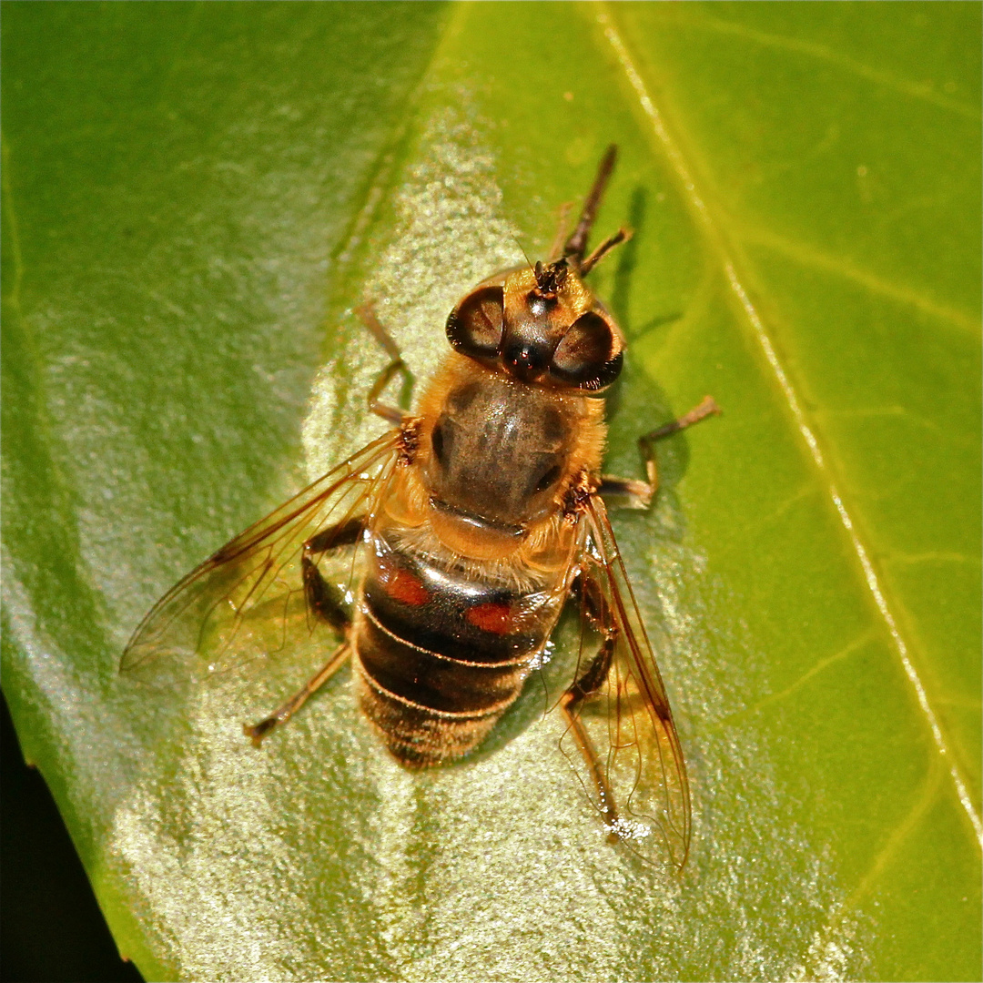 Frühjahrsputz bei der Mistbiene - Bild 2:  der Rüssel