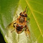 Frühjahrsputz bei der Mistbiene - Bild 2:  der Rüssel