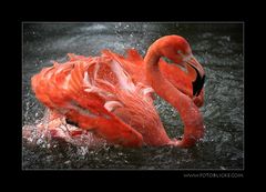 Frühjahrsputz bei Flamingos