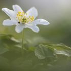 Frühjahrsputz     Thementag -Mittwochsblümchen-