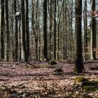 Frühjahrssonne im Laubwald