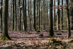 Frühjahrssonne im Laubwald