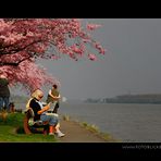 Frühjahrssonnentag am Rhein