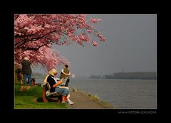 Frühjahrssonnentag am Rhein