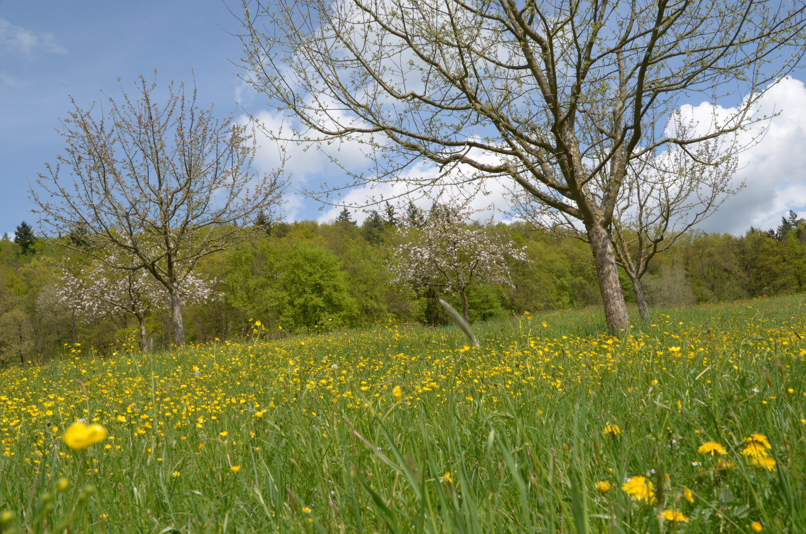 Frühjahrswiese