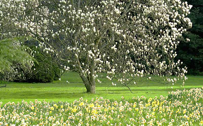 Frühjahrswiese