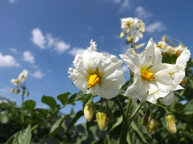 Frühkartoffel Blüten