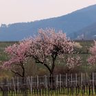 Frühlig in den Weinbergen bei St. Martin