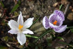 Frühligswetter lockt die Blümchen raus