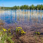 Frühlimg am Lieksanjoki