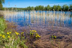 Frühlimg am Lieksanjoki