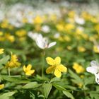 Frühlin! Anemonen - sie sind wieder da