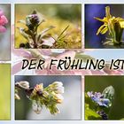 Frühling