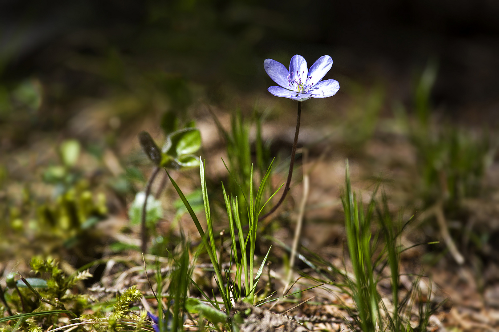 Frühling