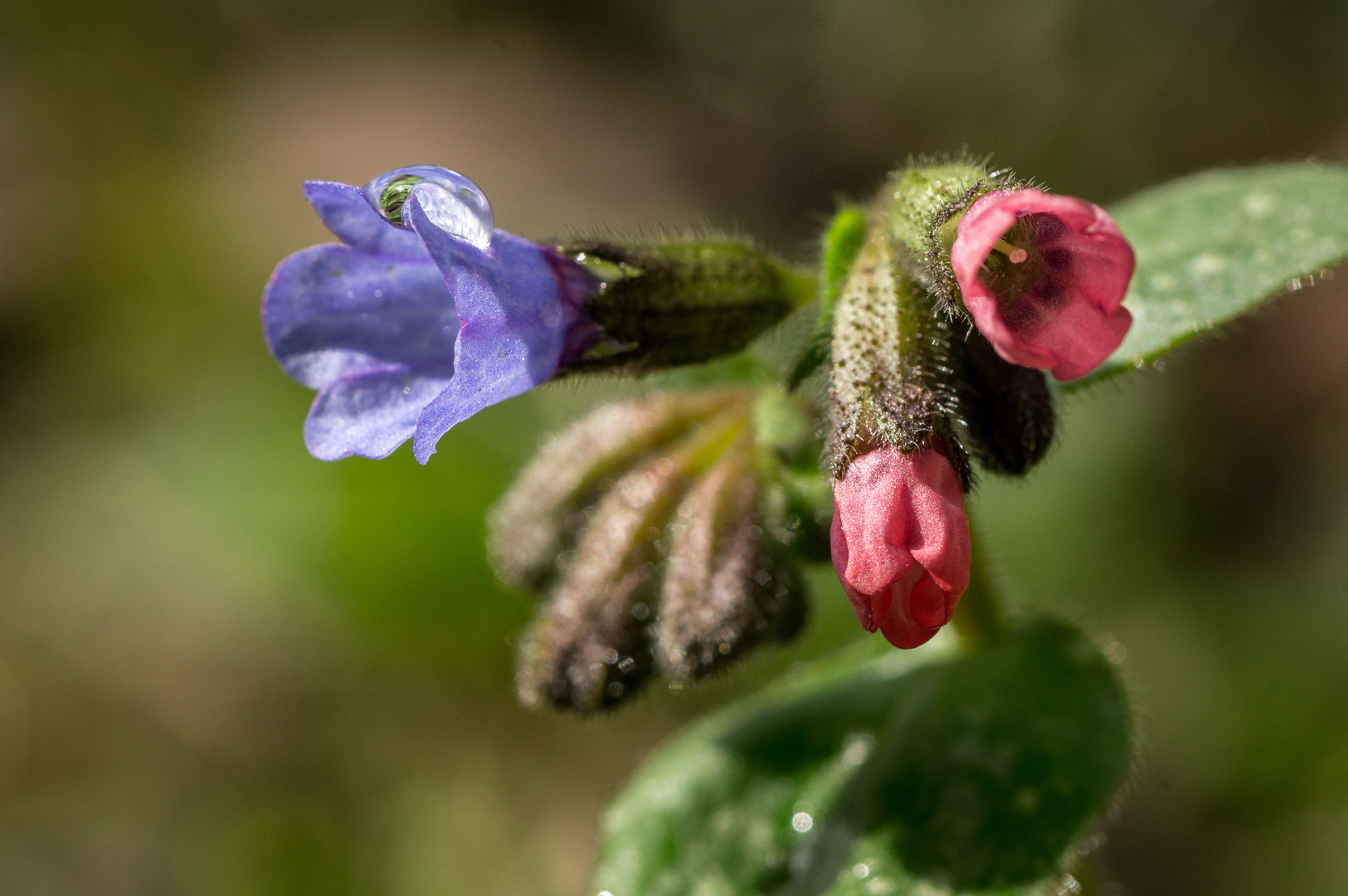 Frühling