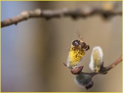 Frühling