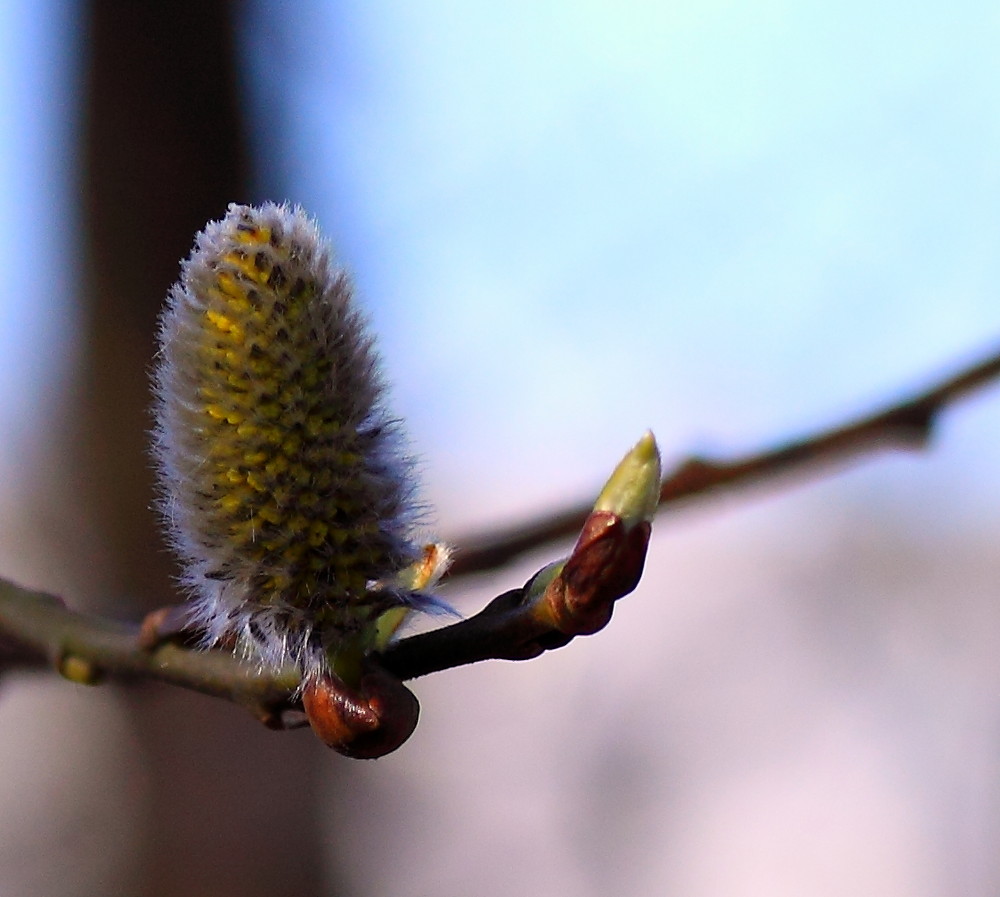 Frühling (01)