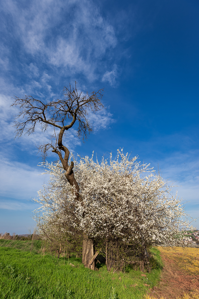 Frühling 01